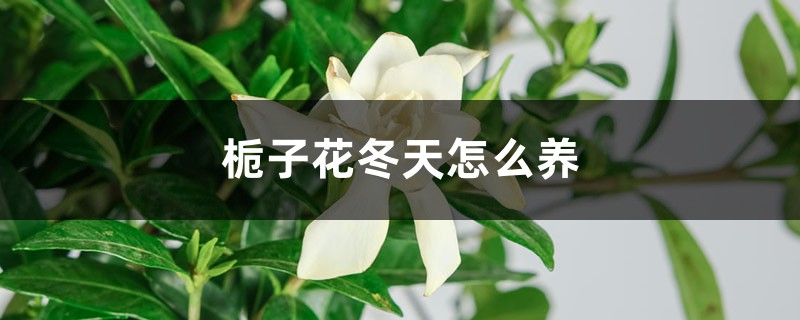 栀子花冬天怎么养