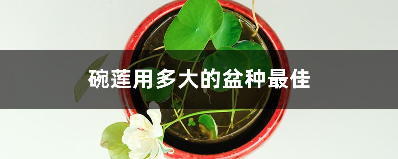 碗莲用多大的盆种最佳，可以一直水养吗？