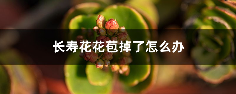 长寿花不长花苞、花苞掉了怎么办？