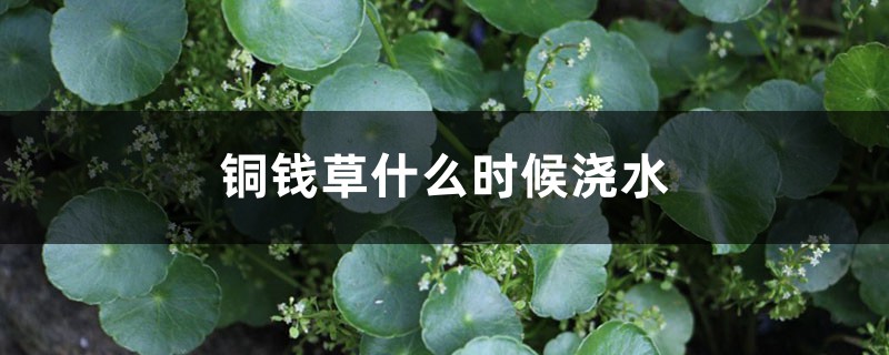 铜钱草几点浇水最好，可以积水么