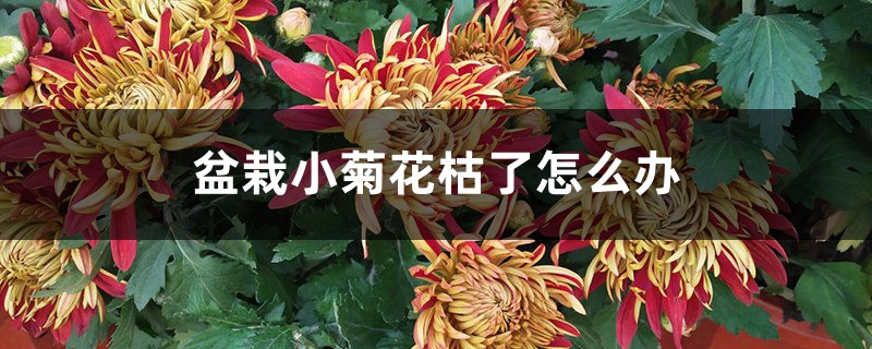 盆栽小菊花枯了怎么办，是什么原因