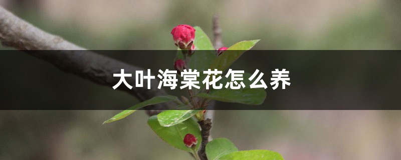 大叶海棠花适合养吗，怎么养？