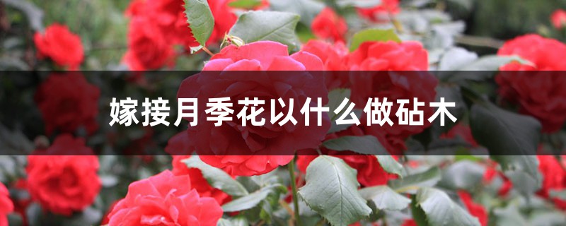 月季花嫁接用啥砧木（嫁接步骤图）