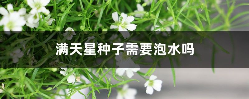 满天星种子种植前需要泡水吗（泡水时长和方法）