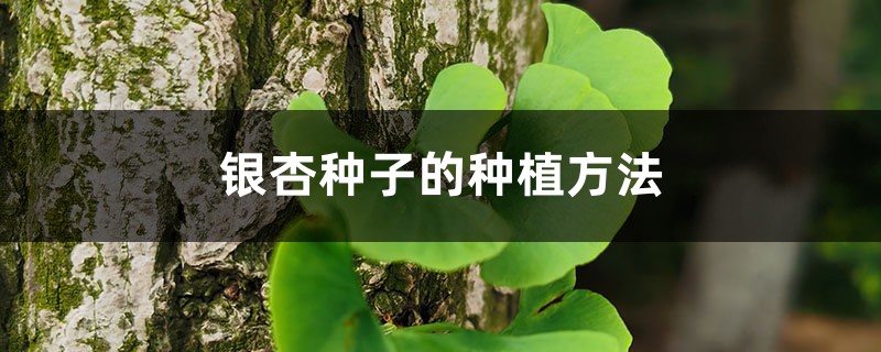 银杏种子的种植方法和时间