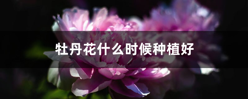 牡丹花什么时候种植，怎么养护