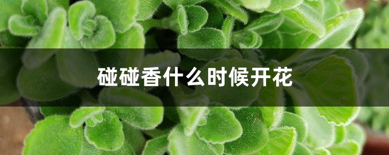 碰碰香什么时候开花（几年可以开花）