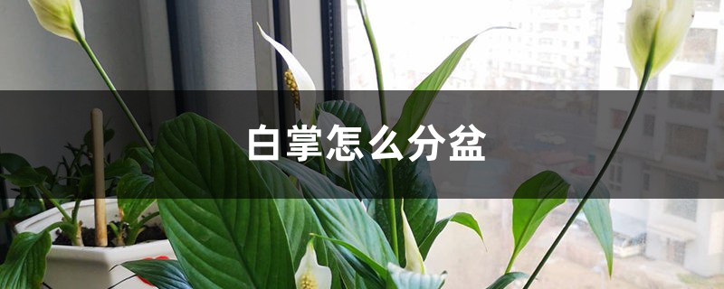 白掌怎么分盆