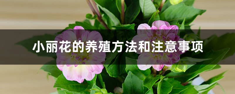 小丽花的养殖方法和注意事项