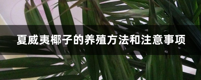 夏威夷椰子的养殖方法和注意事项