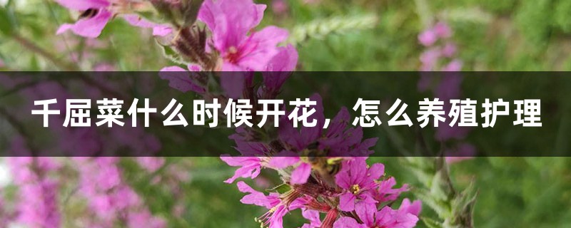 千屈菜什么时候开花，怎么养殖护理