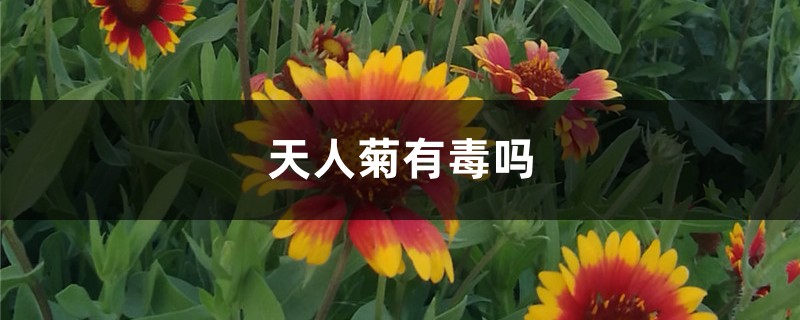 天人菊有毒吗