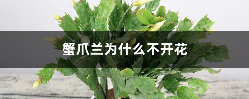 蟹爪兰为什么不开花