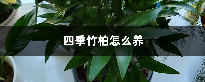 四季竹柏怎么养