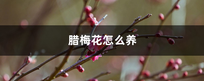 腊梅花怎么养