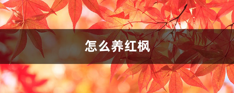 怎么养红枫