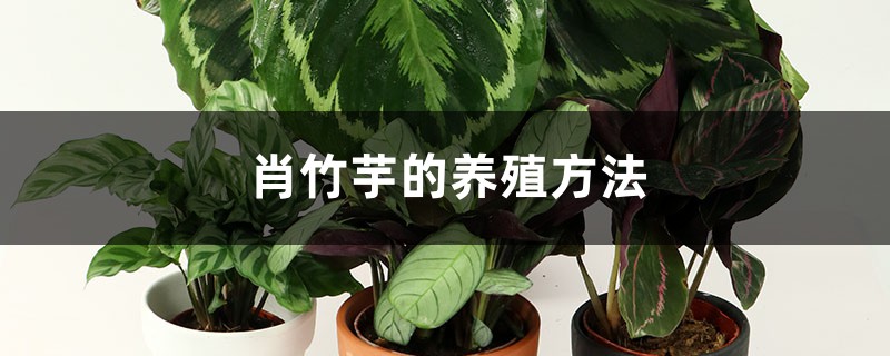 肖竹芋的养殖方法