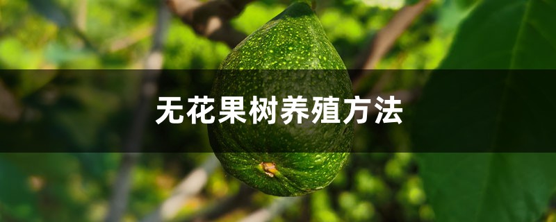 无花果树养殖方法