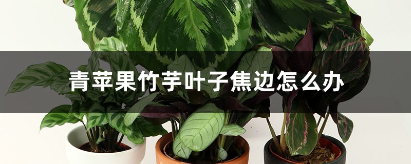 青苹果竹芋叶子焦边怎么办