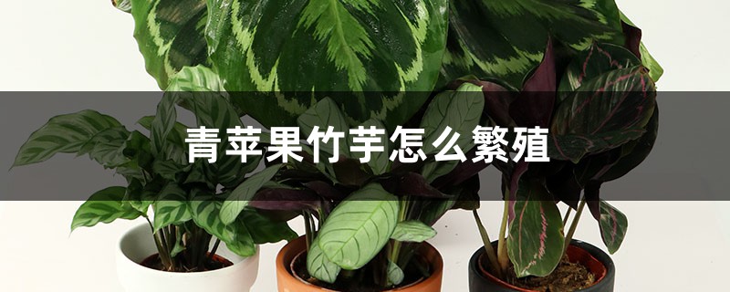 青苹果竹芋怎么繁殖