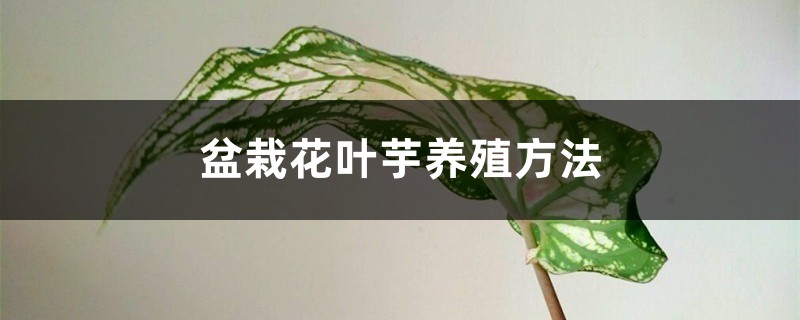 盆栽花叶芋养殖方法