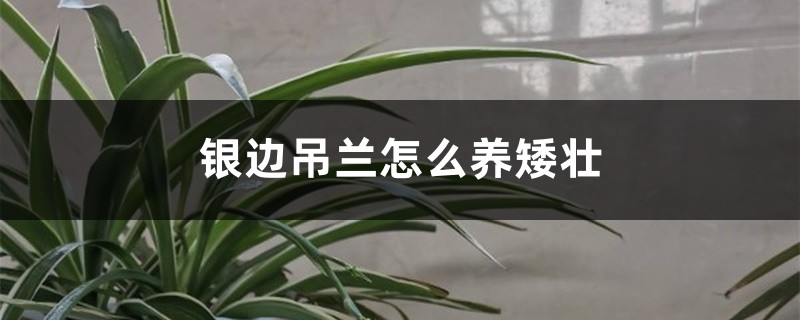 银边吊兰怎么养矮壮