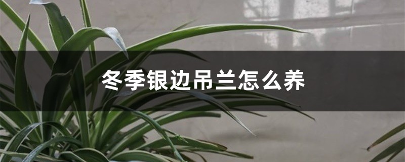 冬季银边吊兰怎么养