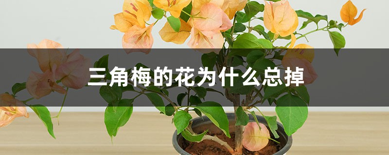 三角梅的花为什么总掉