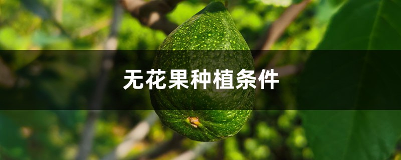 无花果种植条件