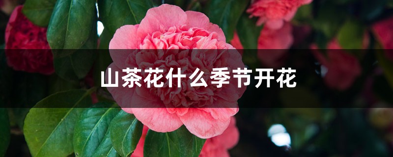 山茶花什么季节开花