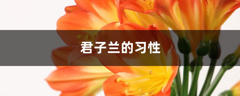 君子兰的习性