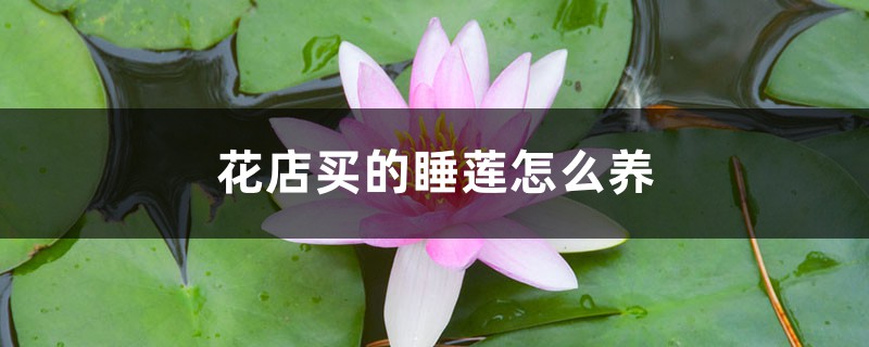 花店买的睡莲怎么养