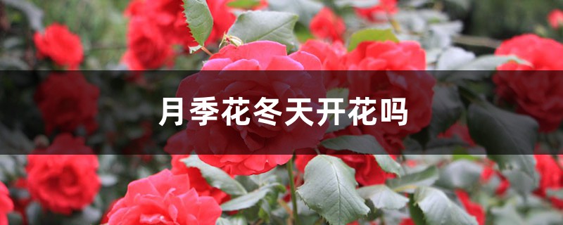 月季花冬天开花吗