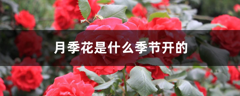 月季花是什么季节开的