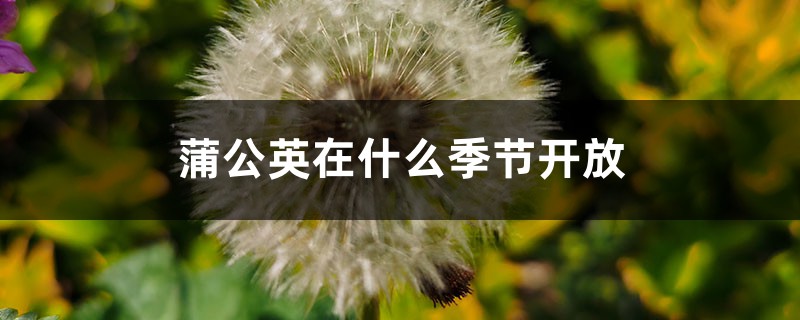 蒲公英在什么季节开放