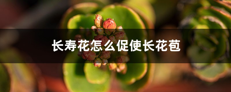 长寿花怎么促使长花苞