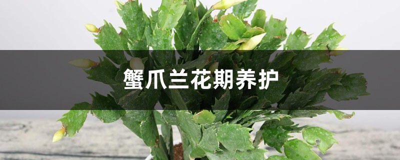 蟹爪兰花期养护