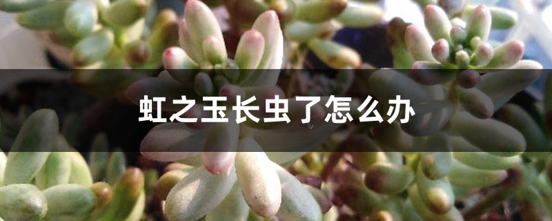 虹之玉长虫了怎么办