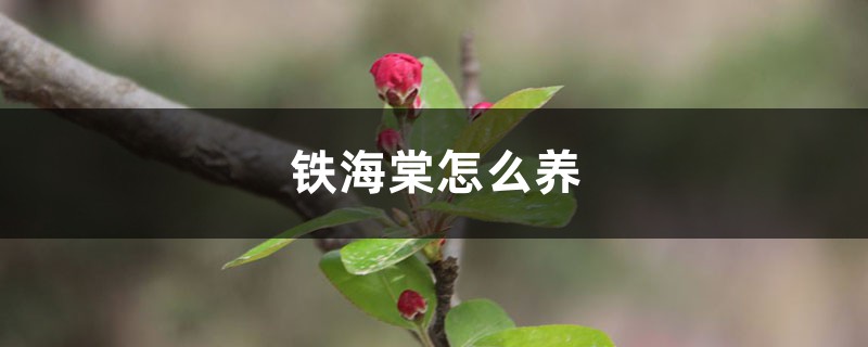 铁海棠怎么养