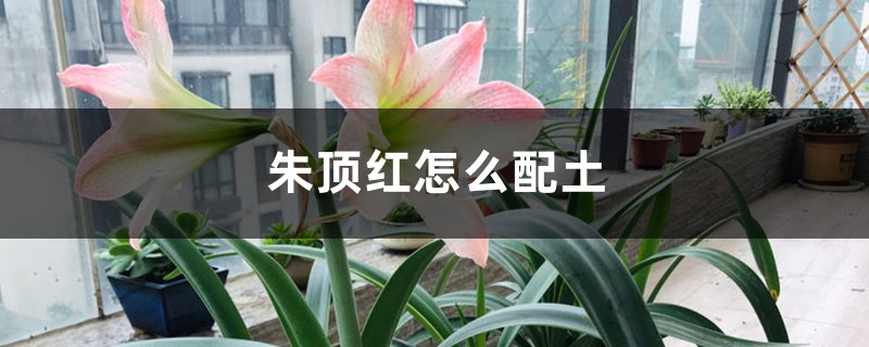 朱顶红怎么配土