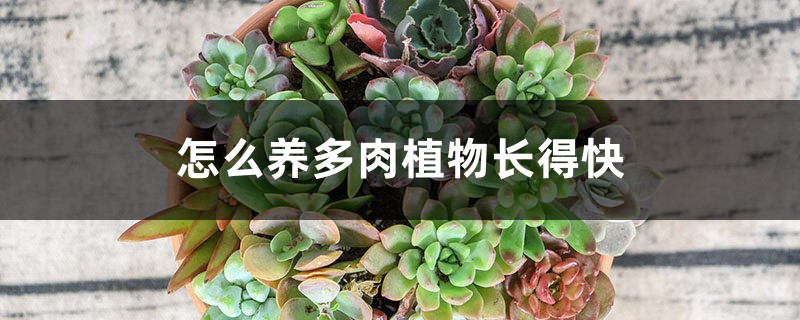 怎么养多肉植物长得快