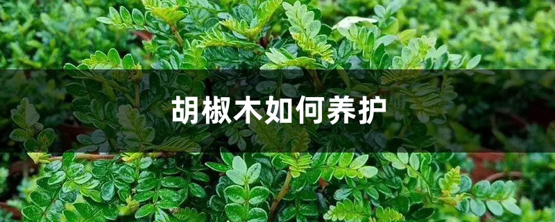 胡椒木如何养护