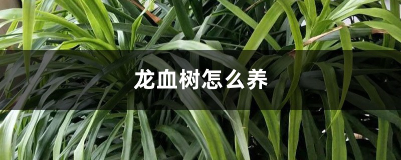 龙血树怎么养