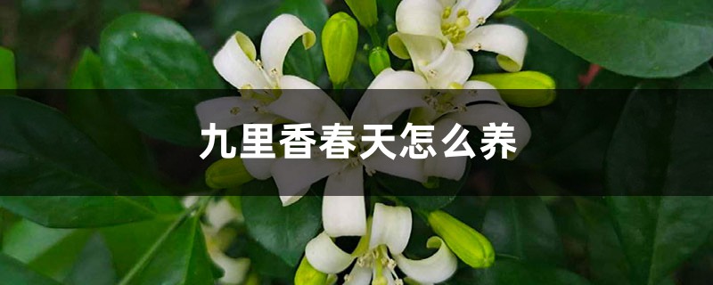 九里香春天怎么养