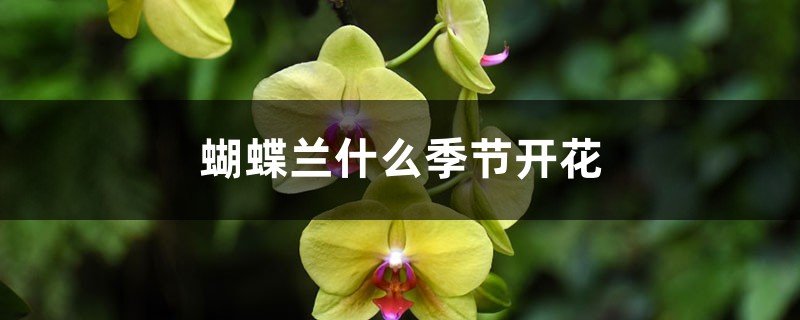 蝴蝶兰什么季节开花