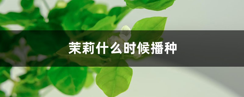 茉莉什么时候播种