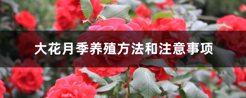 大花月季养殖方法和注意事项