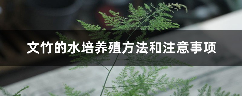 文竹的水培养殖方法和注意事项