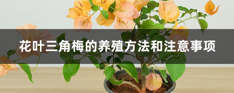 花叶三角梅的养殖方法和注意事项