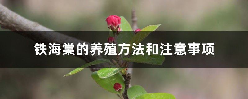 铁海棠的养殖方法和注意事项